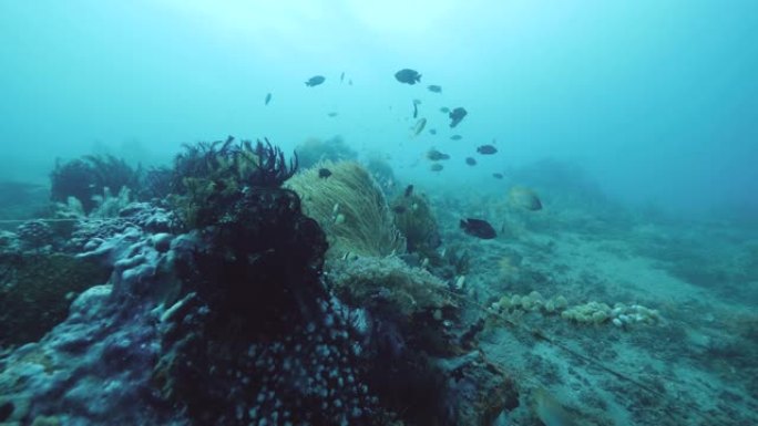 各种海洋物种，鱼类，羽毛海百合，海洋植物和珊瑚