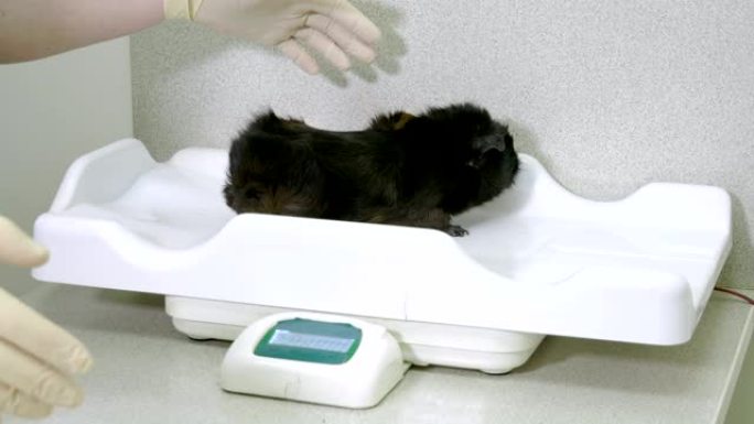 兽医正在兽医诊所检查一只黑豚鼠。4K