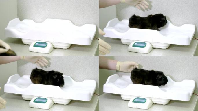 兽医正在兽医诊所检查一只黑豚鼠。4K