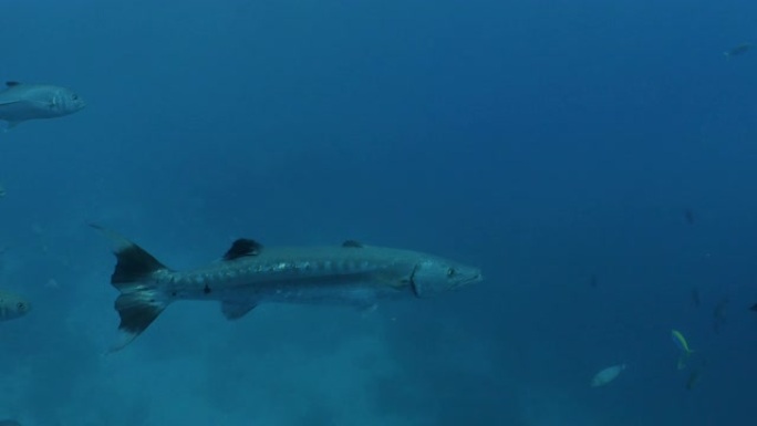 Solo Great Barracuda在海底摄像机附近游泳