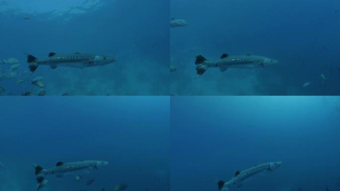 Solo Great Barracuda在海底摄像机附近游泳