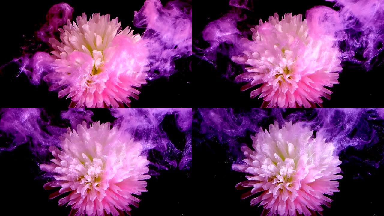 紫罗兰色雾中的白色粉红色菊花。黑色背景上的水中紫色墨水。