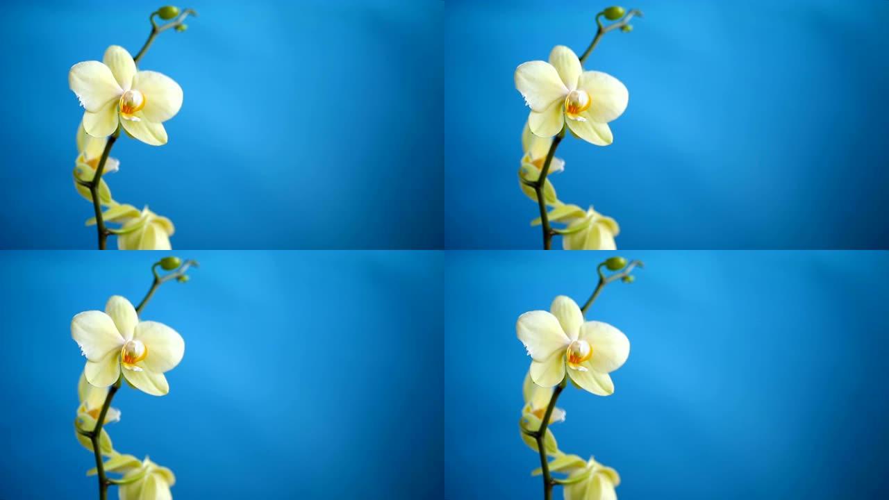 蓝色背景上的黄色兰花蝴蝶兰花