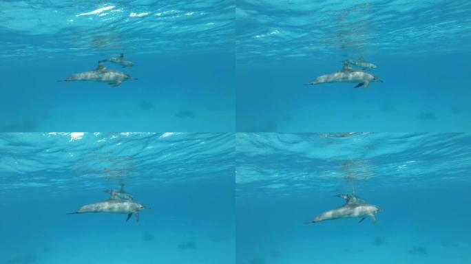 两只海豚在蓝色的水中缓慢地游泳，相互交流，摇动它们的胸鳍。野生动物中的动物交流。慢动作，水下射击。旋