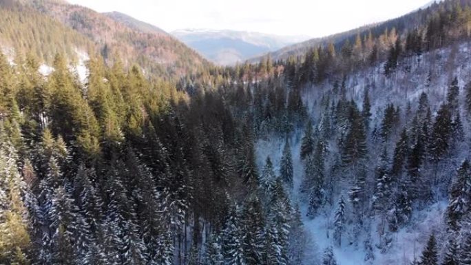 飞越雪山树顶附近的冬季针叶树喀尔巴阡山脉森林