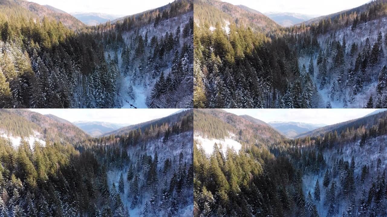 飞越雪山树顶附近的冬季针叶树喀尔巴阡山脉森林