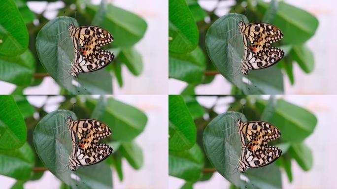 两只蝴蝶在绿叶背景上展开翅膀，特写。蝴蝶交配。复制空间