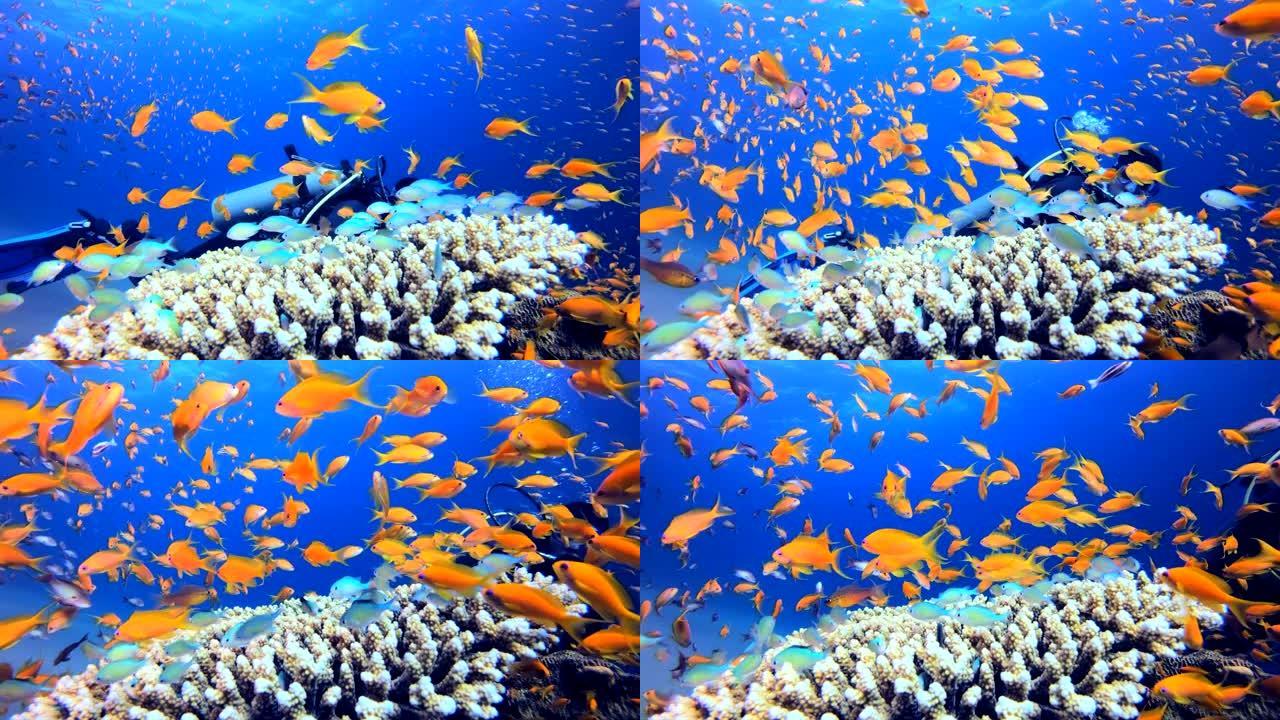 热带珊瑚花园生活和潜水员