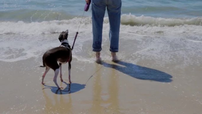 意大利灰狗与主人在海滩上从潮汐中奔跑