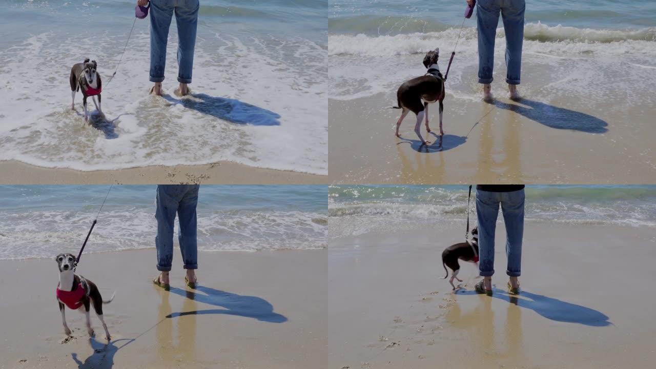 意大利灰狗与主人在海滩上从潮汐中奔跑