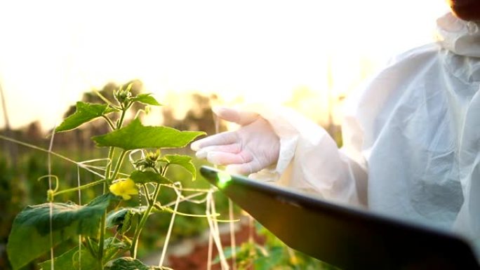 科学家正在检查蔬菜转化中的污染物