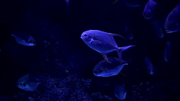 美丽的五颜六色的鱼在珊瑚之间的水族馆里游泳。