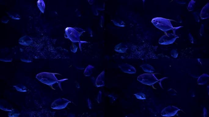 美丽的五颜六色的鱼在珊瑚之间的水族馆里游泳。