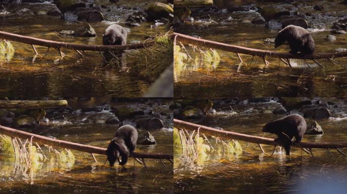 熊在河里行走，爬上倒下的树