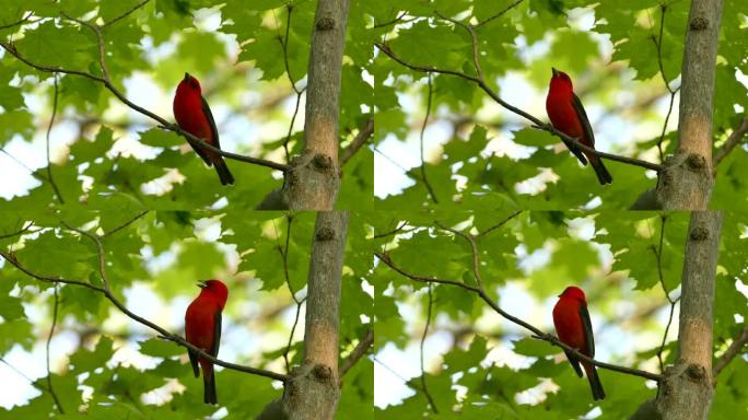 美丽的猩红色丹纳格红鸟在野外歌唱的近景