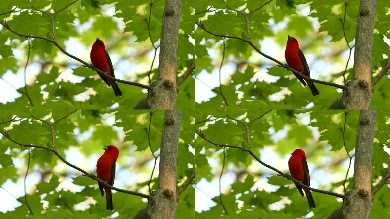 美丽的猩红色丹纳格红鸟在野外歌唱的近景