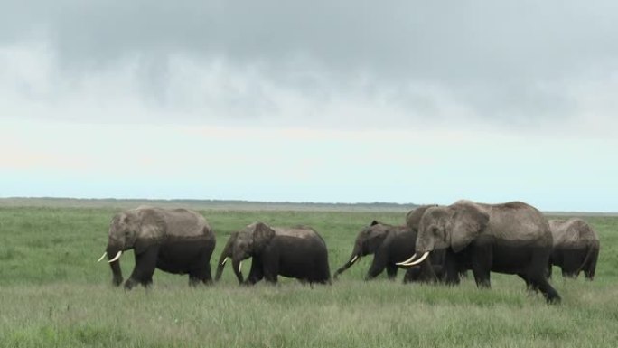 非洲大象家族非洲大象家族