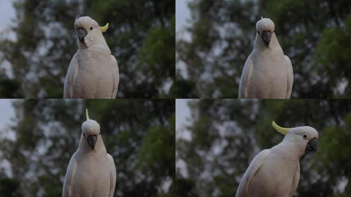 雄性凤头鹦鹉白色鹦鹉栖息在粉红色的天空云彩阳光鸟日出美丽的早晨黄金海岸澳大利亚