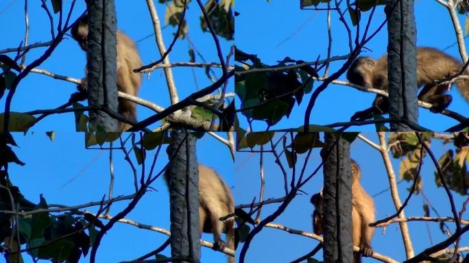 一种小猴子，簇绒卷尾猴 (Cebus apella)，也被称为棕色或黑帽卷尾猴。巴西潘塔纳尔的自然栖