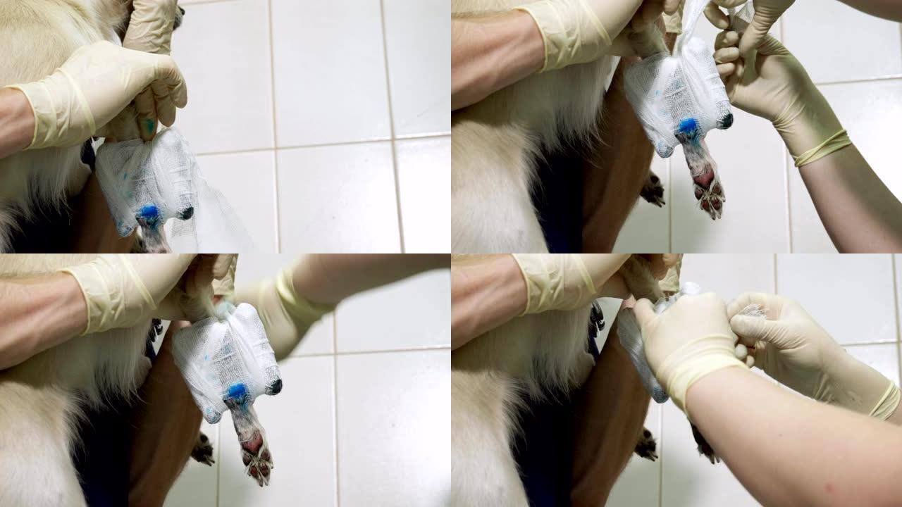 两名兽医在诊所将敷料放在吉娃娃狗的骨折腿上。4K