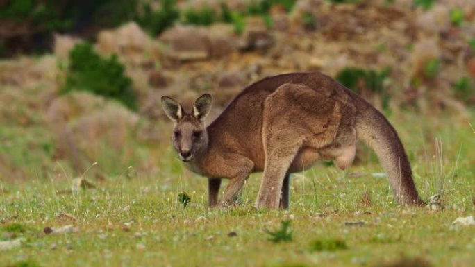巨兽-东部灰袋鼠在澳大利亚生活、喂养和跳跃。在澳大利亚塔斯马尼亚州，袋鼠群以草为食。