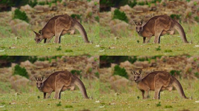 巨兽-东部灰袋鼠在澳大利亚生活、喂养和跳跃。在澳大利亚塔斯马尼亚州，袋鼠群以草为食。
