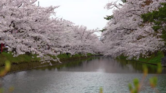 弘前公园樱花松节节在春天季节美丽的早晨