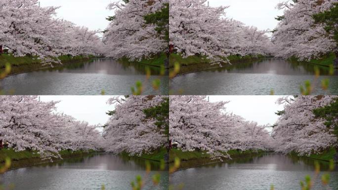 弘前公园樱花松节节在春天季节美丽的早晨