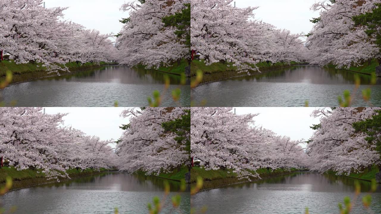 弘前公园樱花松节节在春天季节美丽的早晨