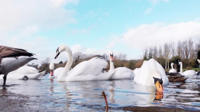 威尔士郊野公园湖中的天鹅和鹅