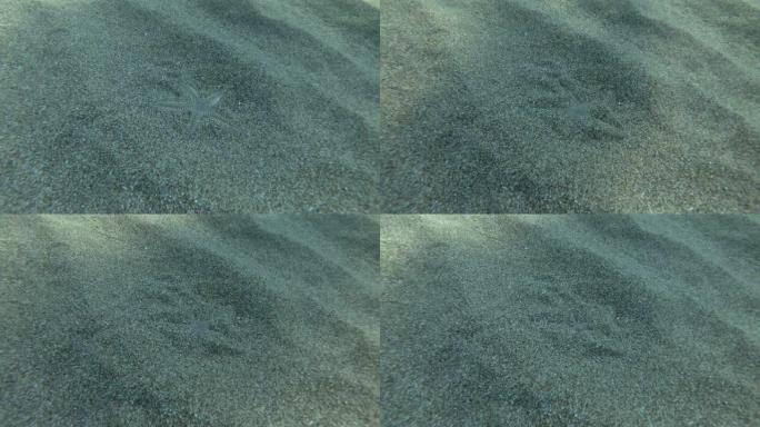 沙星迅速在沙中挖洞，真正的时机。沙海星或沙海星 (Astropecten jonstoni) 水下射