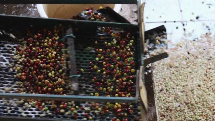 咖啡豆去皮机用水，新鲜咖啡豆在机器中研磨，咖啡工艺，湿工艺咖啡豆最近成熟。