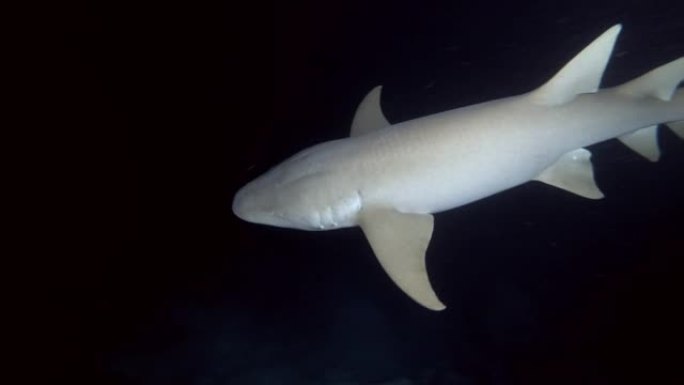 特写镜头，带钓鱼钩的护鲨在夜晚慢慢游过沙底。黄褐色护士鲨，Nebrius ferrugineus，印