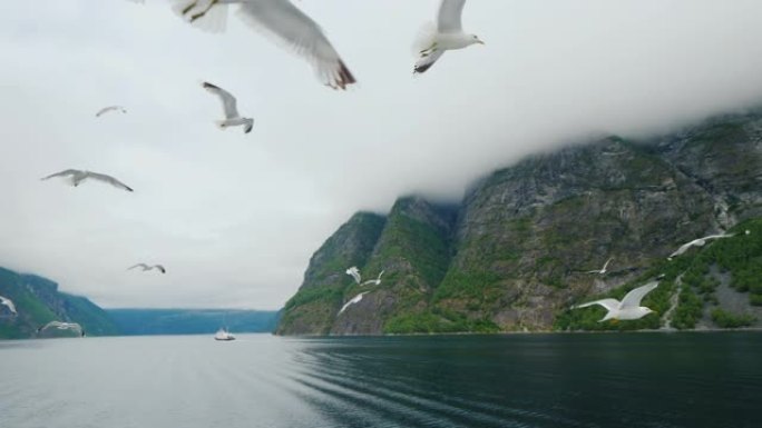 一群海鸥在游轮后面飞行。穿越挪威的峡湾