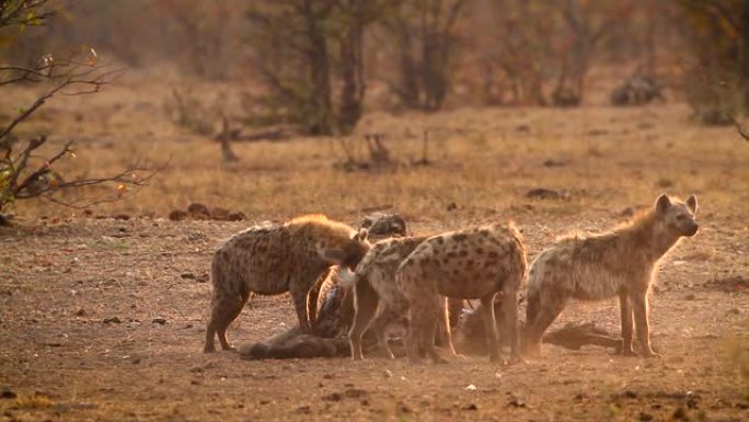 南非克鲁格国家公园的斑点鬣狗和黑背豺狼