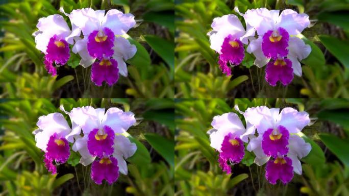 后院的兰花。紫色渐变花朵盛开