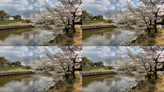 新川新穗公园樱花开始绽放