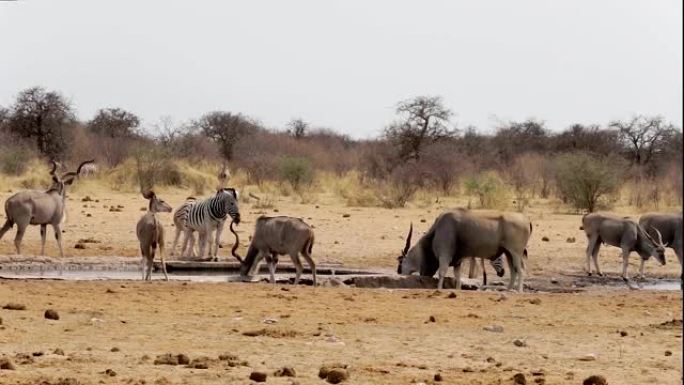 一群羚羊在水坑里饮水