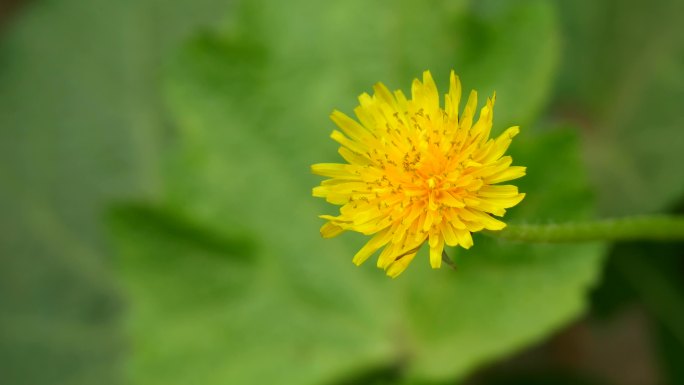 蒲公英 华花郎 蒲公草