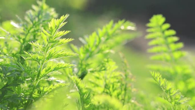 种植胡萝卜植物。有机农业