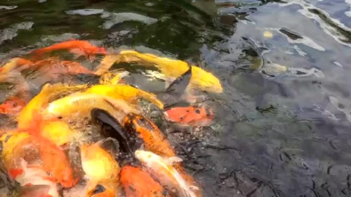 喂食大量五颜六色的花式鲤鱼，锦鲤在池塘里游泳