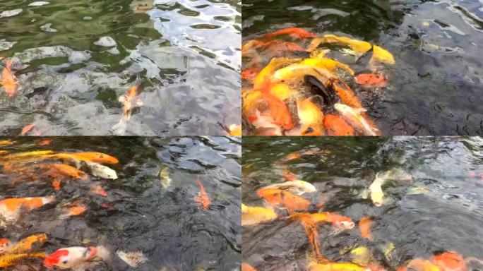 喂食大量五颜六色的花式鲤鱼，锦鲤在池塘里游泳