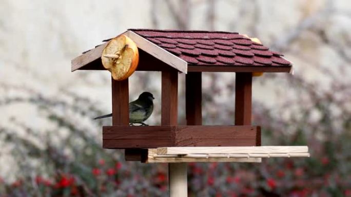 鸟喂食器上美丽的小鸟大山雀