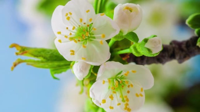 4k垂直延时的甜樱桃树花开并在蓝色背景上生长。梅花盛开的花。9:16比例的垂直时间流逝手机和社交媒体