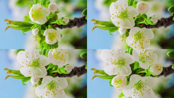 4k垂直延时的甜樱桃树花开并在蓝色背景上生长。梅花盛开的花。9:16比例的垂直时间流逝手机和社交媒体