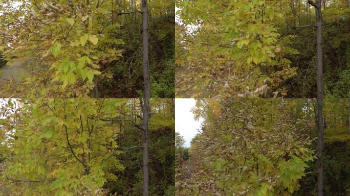 秋天，沿着一棵树紧闭的树稳步上升