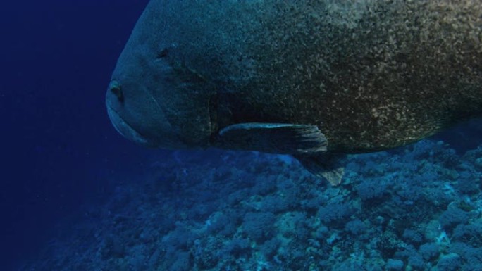 大型马铃薯鳕鱼或石斑鱼。特写，慢动作。用红色相机拍摄。鱼鹰礁和鳕鱼洞。大堡礁。