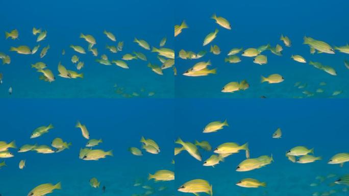 蓝色水中的黄鲷鱼。黄色鱼群在蓝色的水底上游泳。蓝纹笛鲷 (Lutjanus kasmira)