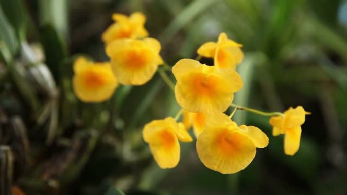 特写树冠林德莱伊steud兰花，明亮的黄色花束背景。