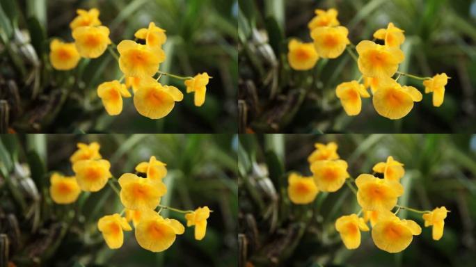 特写树冠林德莱伊steud兰花，明亮的黄色花束背景。